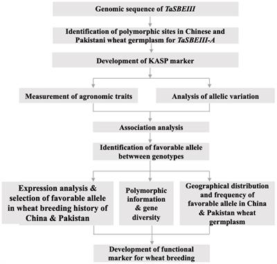 Identification of Single Nucleotide Polymorphism in TaSBEIII and Development of KASP Marker Associated With Grain Weight in Wheat